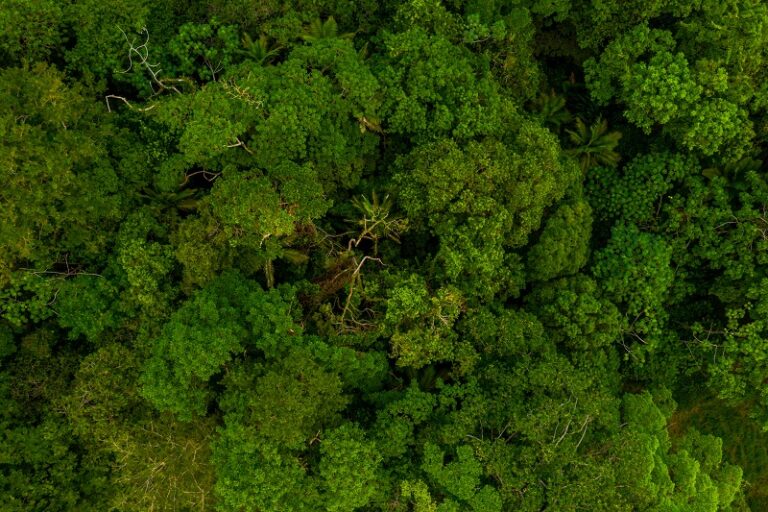 An aerial view of the vibrant green trees in the forest