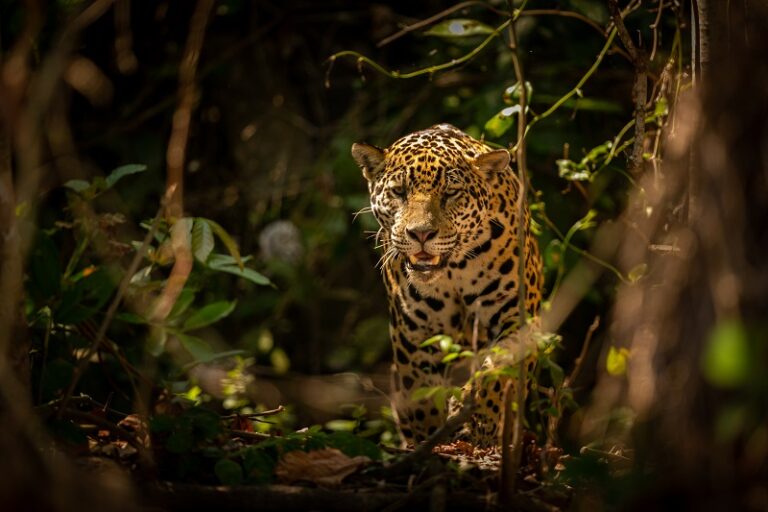 Beautiful and endangered american jaguar in the nature habitat. Panthera onca, wild brasil, brasilian wildlife, pantanal, green jungle, big cats.