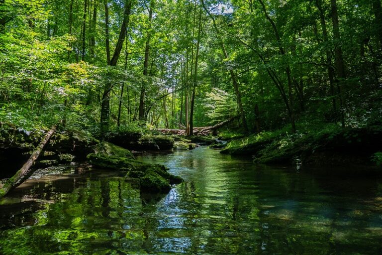 A beautiful scenery of a river surrounded by greenery in a forest