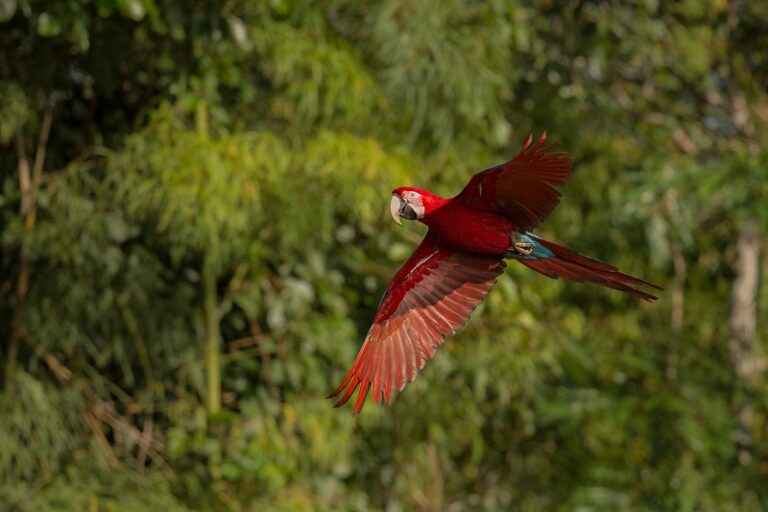 800 x 533 bird-of-south-america-in-the-nature-habitat