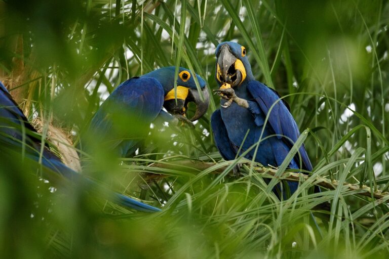 800 x 533 hyacinth-macaw-on-a-palm-tree-in-the-nature-habitat