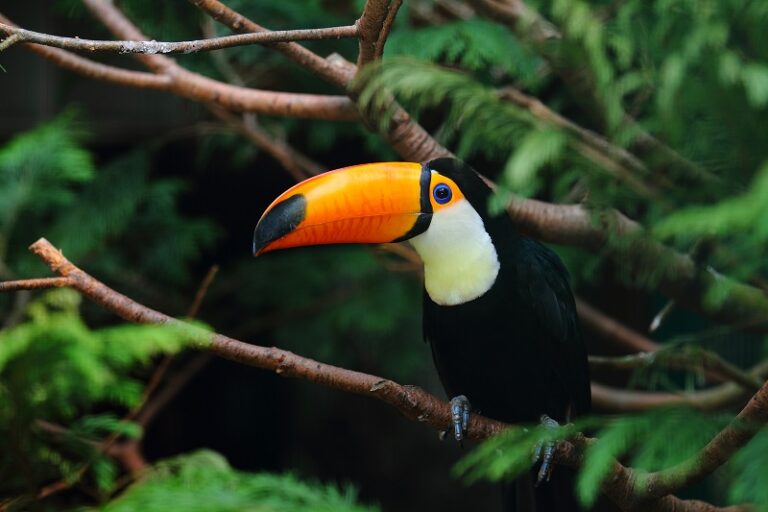 A selective focus shot of a toucan standing on a tree branch