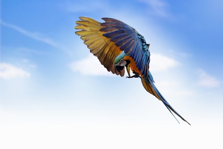 800 x 533 the-scarlet-macaw-ara-macao-flying-through-on-sky-big-parrots-flying-in-formation-on-the-sky