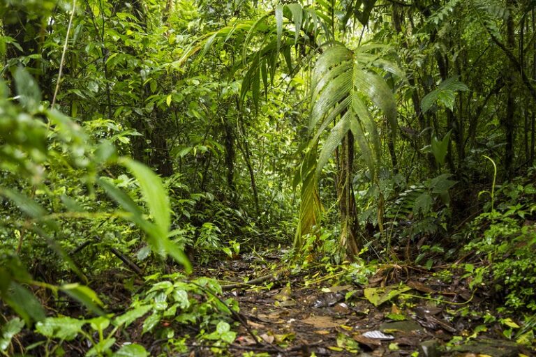 800 x 533 view-of-green-lush-rainforest-in-costa-rica