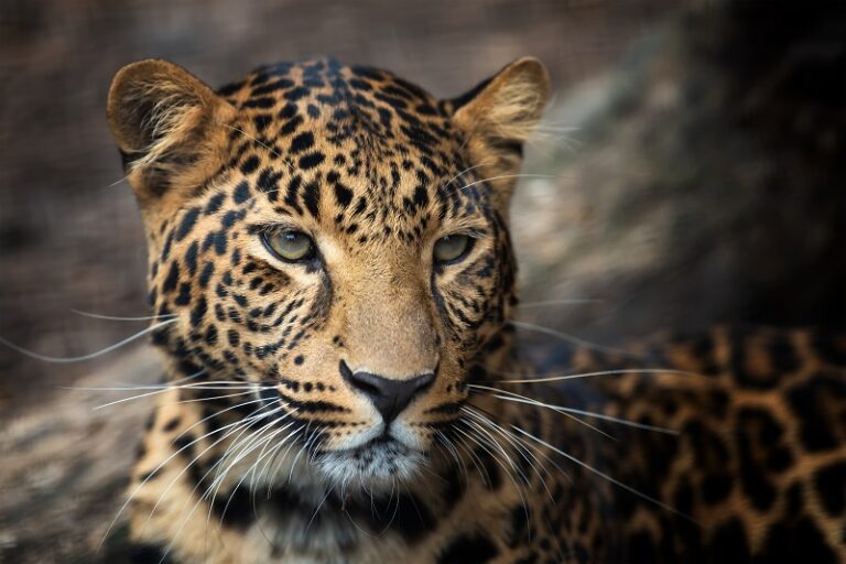 Close up young leopard portrait